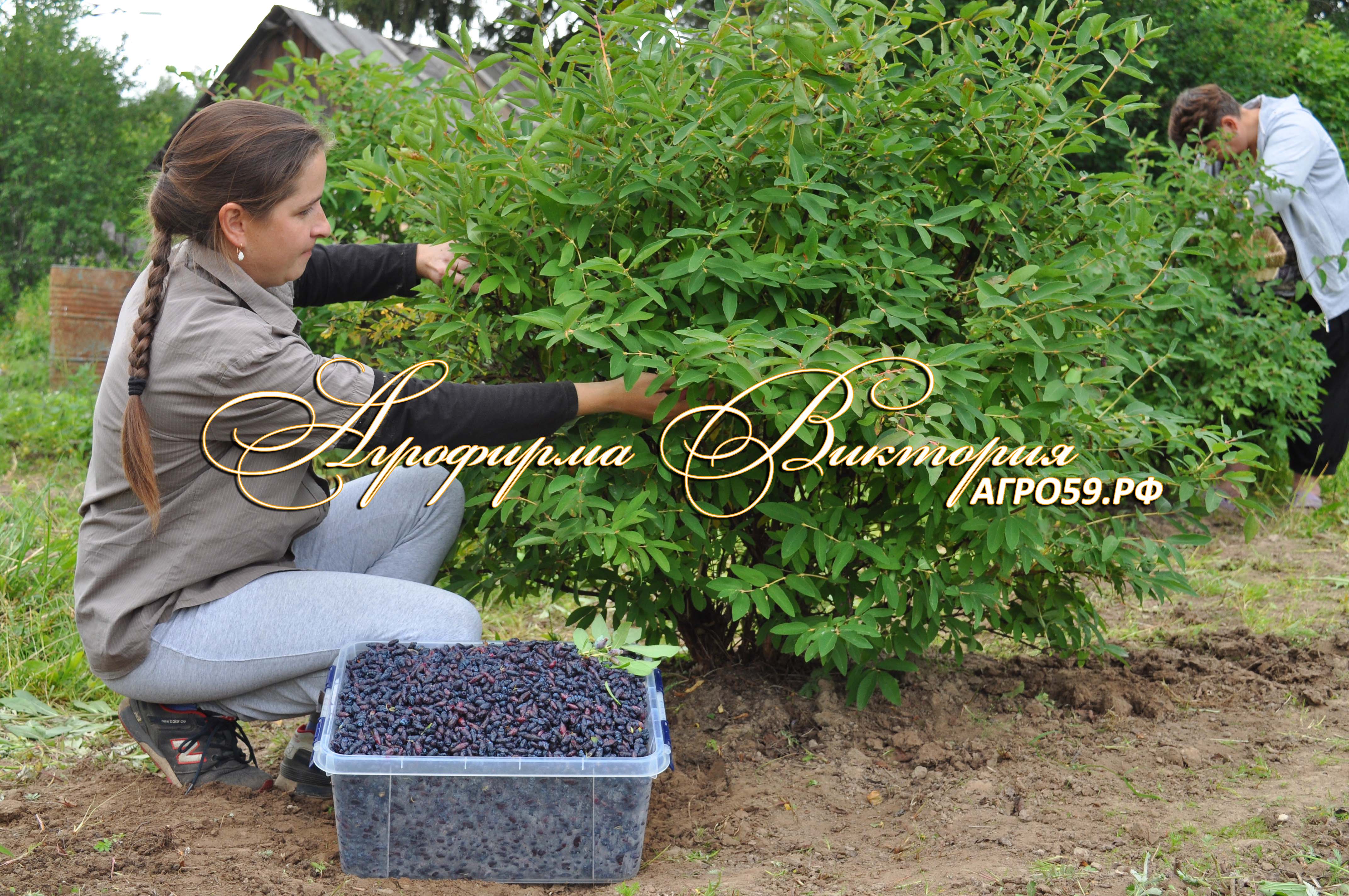 ЖИМОЛОСТЬ \